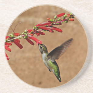 Fütternd Hummingvogel im Garten Getränkeuntersetzer
