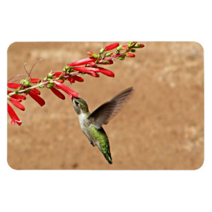 Fütternd Hummingvogel im Garten Magnet