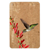 Fütternd Hummingvogel im Garten Magnet (Vertikal)