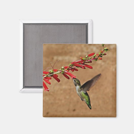 Fütternd Hummingvogel im Garten Magnet (Vorderseite/Rückseite)