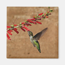 Fütternd Hummingvogel im Garten Magnet