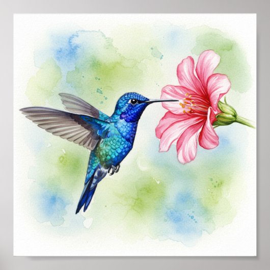 Fütternd Hummingvogel Poster (Vorne)