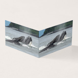 Fütternd Humpbackwale