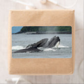 Fütternd Humpbackwale (Insitu)
