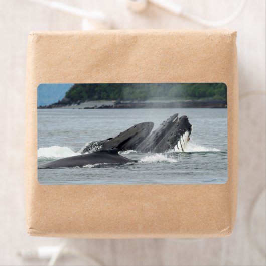 Fütternd Humpbackwale (Insitu)
