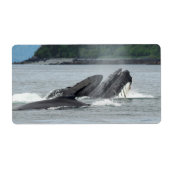 Fütternd Humpbackwale (Vorne)