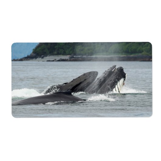 Fütternd Humpbackwale (Vorne)