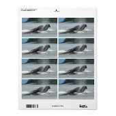 Fütternd Humpbackwale (Vorne)
