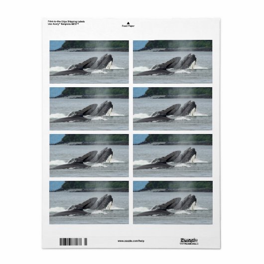 Fütternd Humpbackwale (Vorne)