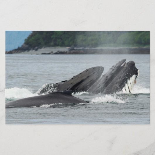 Fütternd Humpbackwale Briefpapier (Vorderseite)
