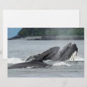 Fütternd Humpbackwale Briefpapier (Vorne/Hinten)