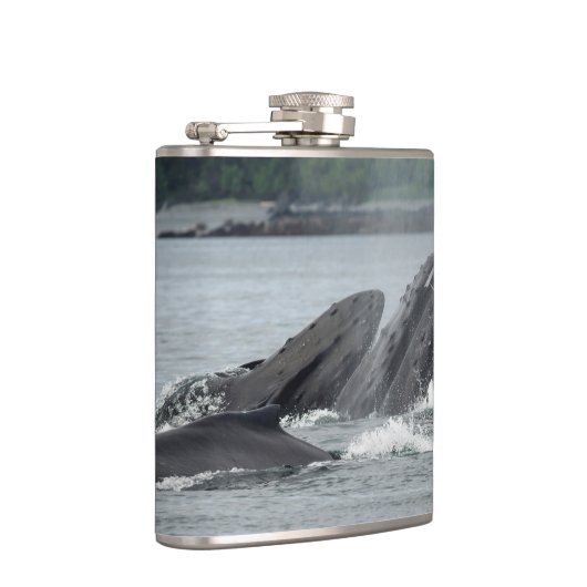 Fütternd Humpbackwale Flachmann (Rechts)