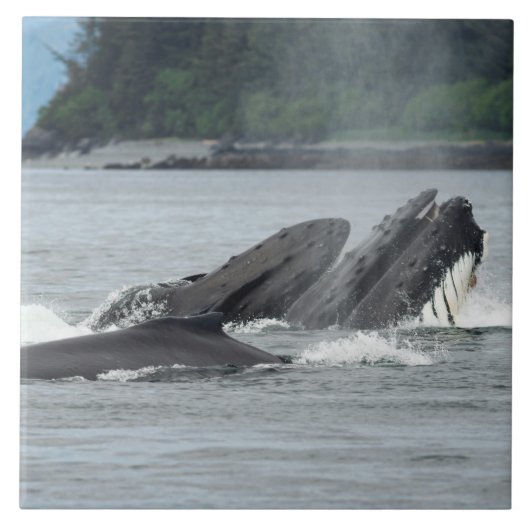 Fütternd Humpbackwale Fliese (Vorderseite)