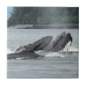 Fütternd Humpbackwale Fliese (Vorderseite)