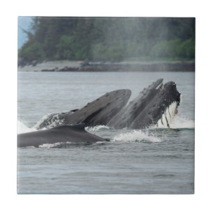 Fütternd Humpbackwale Fliese