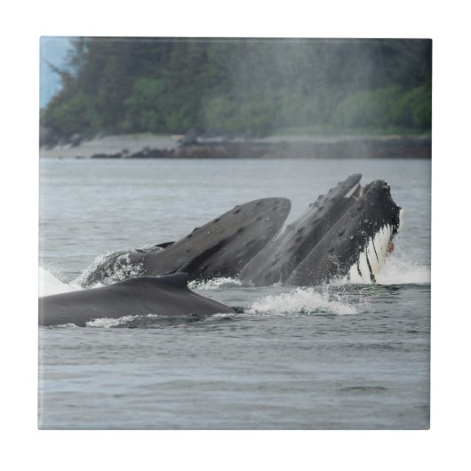 Fütternd Humpbackwale Fliese (Vorderseite)