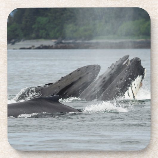 Fütternd Humpbackwale Getränkeuntersetzer (Vorderseite)