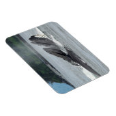 Fütternd Humpbackwale Magnet (Rechte Seite)