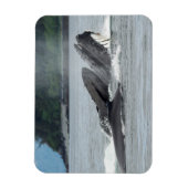 Fütternd Humpbackwale Magnet (Vertikal)