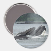 Fütternd Humpbackwale Magnet (Vorderseite/Rückseite)