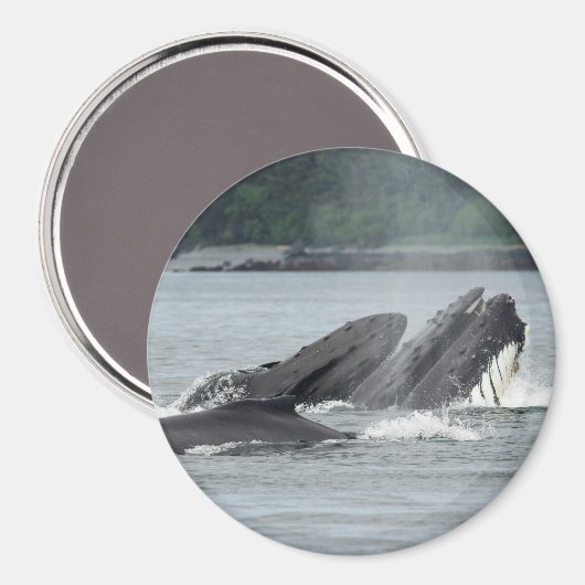Fütternd Humpbackwale Magnet (Vorderseite/Rückseite)