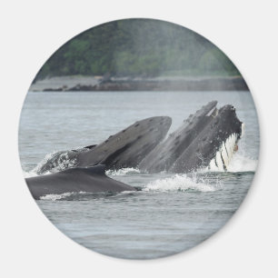 Fütternd Humpbackwale Magnet