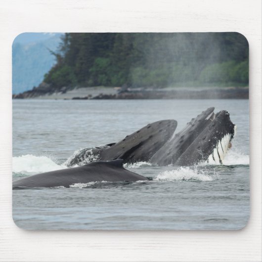 Fütternd Humpbackwale Mousepad (Vorne)
