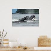 Fütternd Humpbackwale Poster (Küche)
