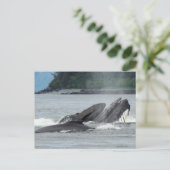 Fütternd Humpbackwale Postkarte (Stehend Vorderseite)