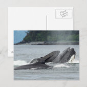Fütternd Humpbackwale Postkarte (Vorne/Hinten)