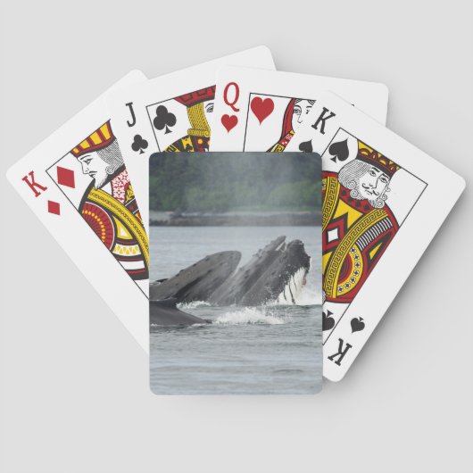 Fütternd Humpbackwale Spielkarten (Rückseite)