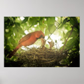 Fütternd Kardinal Poster (Vorne)