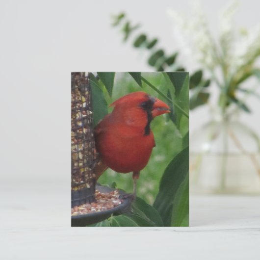 Fütternd Kardinal Postkarte (Stehend Vorderseite)