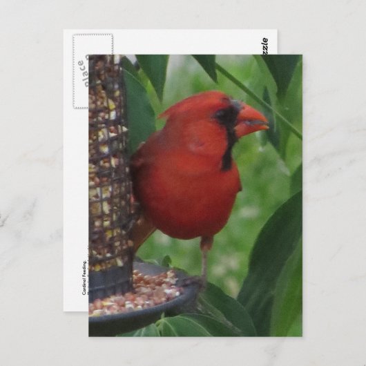 Fütternd Kardinal Postkarte (Vorne/Hinten)