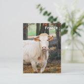 Fütternd Kuh in Frankreich Postkarte (Stehend Vorderseite)