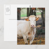 Fütternd Kuh in Frankreich Postkarte (Vorne/Hinten)