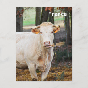 Fütternd Kuh in Frankreich Postkarte