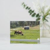 Fütternd Longhorns auf einer Ranch Postkarte (Stehend Vorderseite)