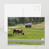 Fütternd Longhorns auf einer Ranch Postkarte (Vorne/Hinten)