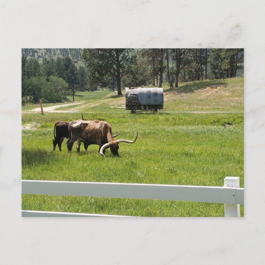 Fütternd Longhorns auf einer Ranch Postkarte (Vorderseite)