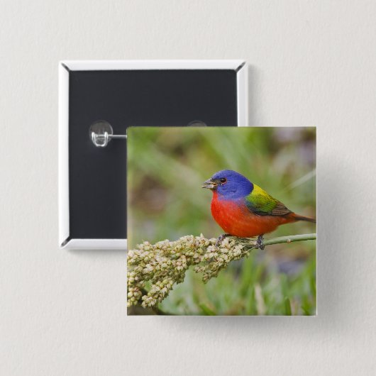 Fütternd männliches Anstrich (Passerian ciris) Button (Vorne & Hinten)