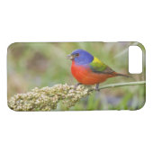 Fütternd männliches Anstrich (Passerian ciris) Case-Mate iPhone Hülle (Rückseite (Horizontal))