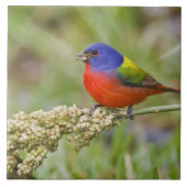 Fütternd männliches Anstrich (Passerian ciris) Fliese (Vorderseite)