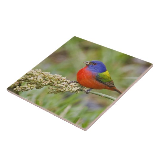 Fütternd männliches Anstrich (Passerian ciris) Fliese (Seite)