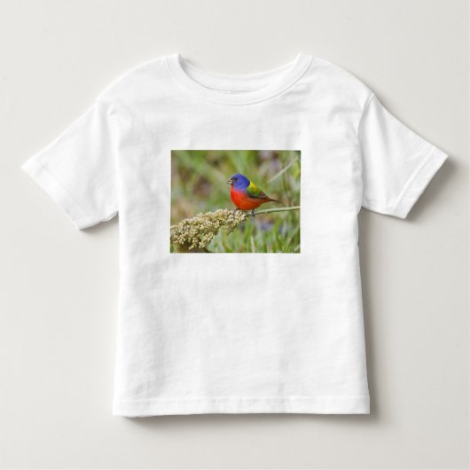 Fütternd männliches Anstrich (Passerian ciris) Kleinkind T-shirt (Vorderseite)