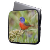 Fütternd männliches Anstrich (Passerian ciris) Laptopschutzhülle (Vorderseite Links)