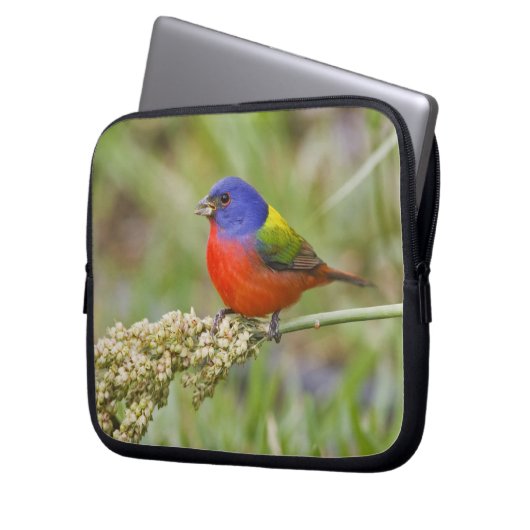 Fütternd männliches Anstrich (Passerian ciris) Laptopschutzhülle (Vorderseite Links)