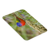 Fütternd männliches Anstrich (Passerian ciris) Magnet (Rechte Seite)