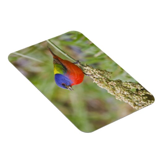 Fütternd männliches Anstrich (Passerian ciris) Magnet (Rechte Seite)