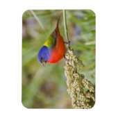 Fütternd männliches Anstrich (Passerian ciris) Magnet (Vertikal)